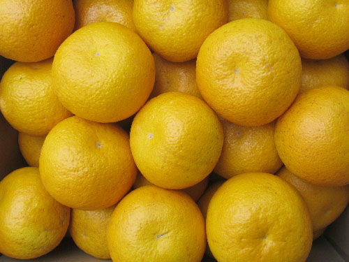 八朔合馬 木なり八朔 贈答用4kg｜大三島しまなみ農園