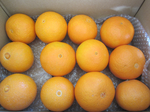 しまなみマドンナ 贈答用3kg｜大三島しまなみ農園